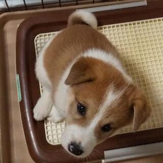 【譲渡決定！】2019年11月11日産。雑種中型犬の子犬(呼名：...
