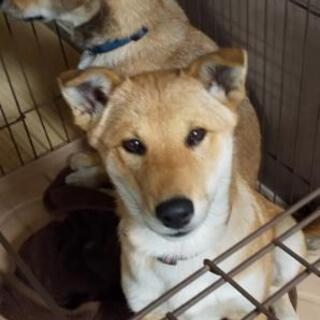野良犬が産んだ生後約４ヶ月過ぎの子犬(呼名：ひな)メスの里親募集