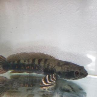 ★値下げ★　熱帯魚　スネークヘッド　チャンナプルクラ
