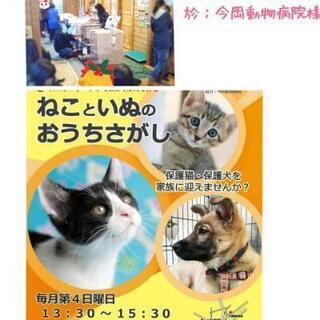 保護猫・保護犬里親会【ねこといぬのおうちさがし@和泉市】