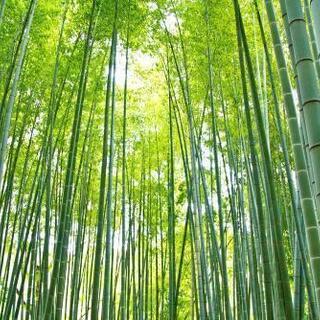孟宗竹の地下茎買います