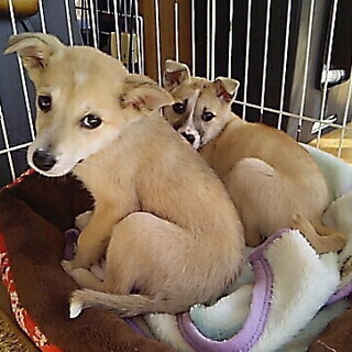 臆病な姉妹子犬（生後3カ月弱）ですが、素直ないい子たちです！！