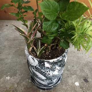 【リフレッシュプロジェクト13/300】DIY鉢植え