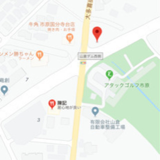 市原市で首輪の付いた黒の柴犬を見かけました。