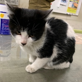 会社に捨てられてた猫(※現在トライアル中により商談中！)