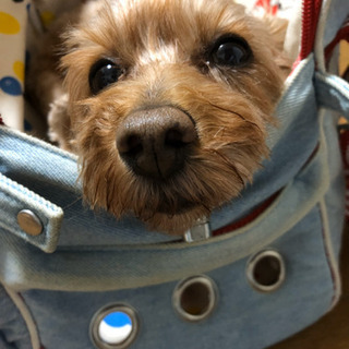保護犬と過ごせる障がい者グループホームスタッフ募集！