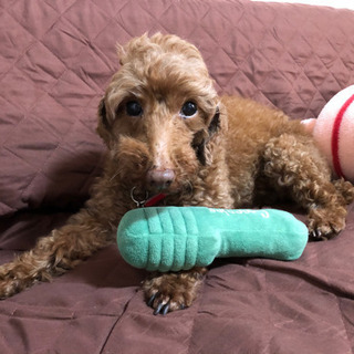 保護犬と過ごせる障がい者グループホームスタッフ募集！の画像