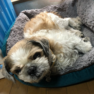 保護犬と過ごせる障がい者グループホームスタッフ募集！の画像