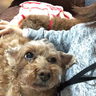 保護犬と過ごせる障がい者グループホームスタッフ募集！の画像