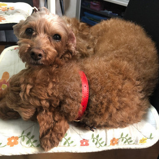 保護犬と過ごせる障がい者グループホームスタッフ募集！の画像
