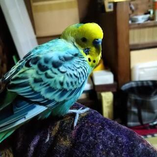 探してますインコの飼い主さん
