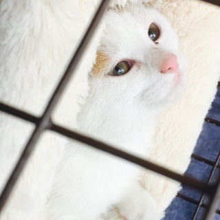 子猫・ピンクのお鼻の美人さんです♪