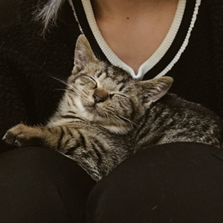 里親様決まりました。元気で懐っこいキジトラの子猫です