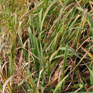 山口県産　生のチモシー３ｋｇ【ハムスターの餌・ウサギの餌　猫草　...