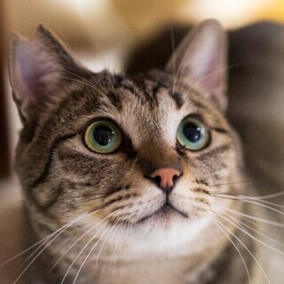 皆に優しいキジ猫ぽてまる