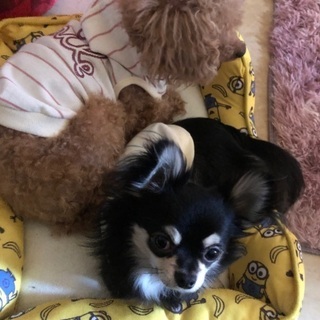犬友募集