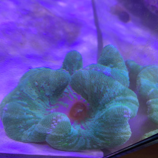 海水魚 イボハタゴイソギンチャク