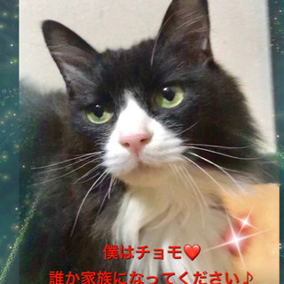 ❤️里親決定❤️長毛イケメンくん❤️