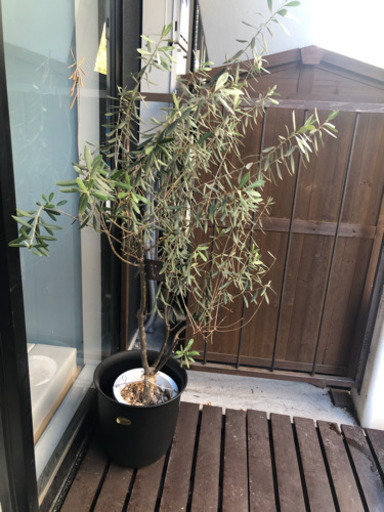 オリーブの木　140cm