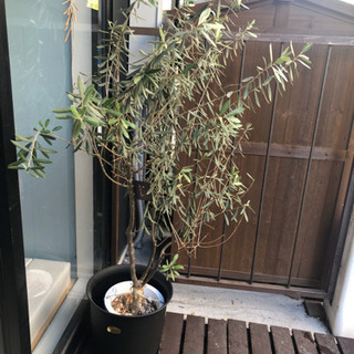 オリーブの木 140cm