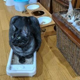 友達ぼしゅーヾ(*‘ω‘ )ノ − 佐賀県