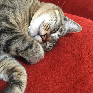子供が猫アレルギーの為里親大至急募集中　キジトラ　サバトラ　