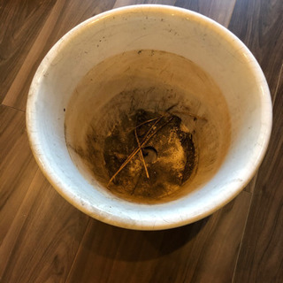 日比谷花壇磁器鉢