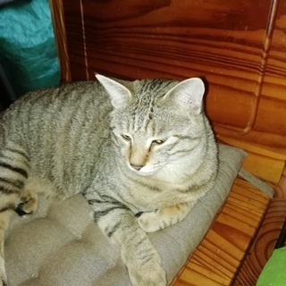 とても、寂しくて残念です。 - 猫