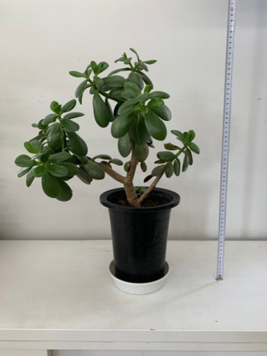 観葉植物②いかがですか？