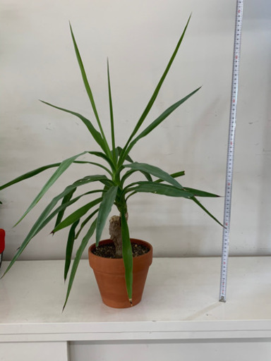 観葉植物③いかがですか？