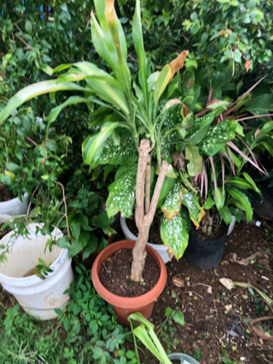 植物各種1000円から