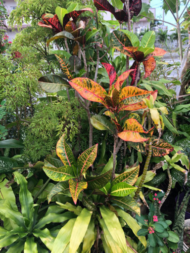 植物各種1000円から