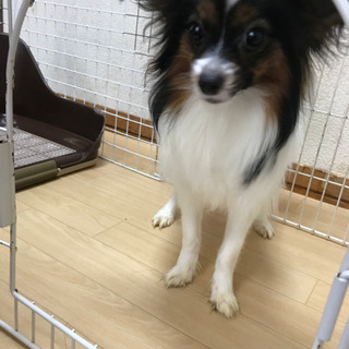 れおん(パピヨン)♂
