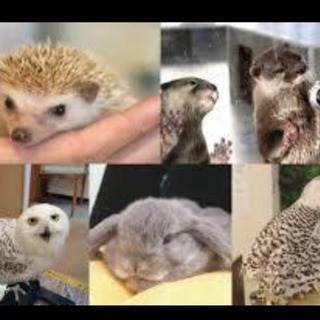 アニマルカフェ一緒に行ける方募集🐇🦔🦉