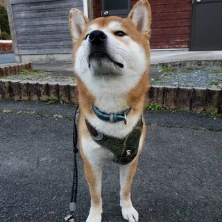 柴犬好きさん