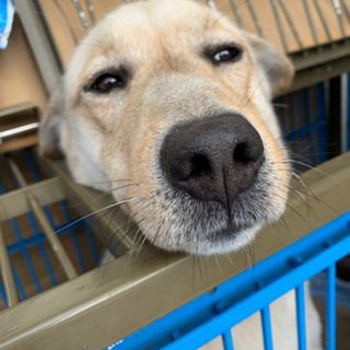 里親募集です！オス成犬