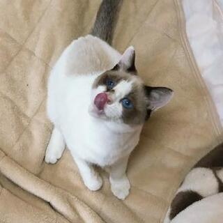 猫2匹