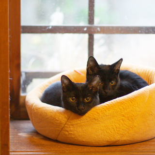推定8ヶ月齢・元気いっぱい黒猫兄弟