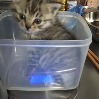 ピピ（仮名スワヒリ語で天使の意味）の里親募集始めます。