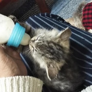 ピピ（仮名スワヒリ語で天使の意味）の里親募集始めます。 - 猫