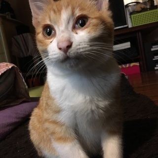 子猫の里親さん急募！！