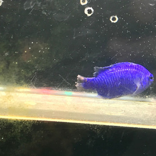 海水魚　ルリスズメダイ　ニスジリュウキュウスズメダイ　オヤビッチ...