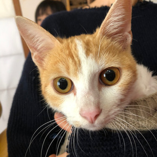 急ぎで探しています！保護猫、メス、茶トラ模様