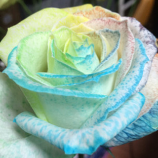 レインボーローズ🌷