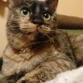 里親さまが決まりました