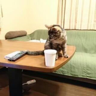 里親さまが決まりました − 宮城県