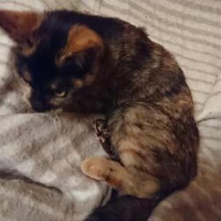 里親さまが決まりました - 里親募集