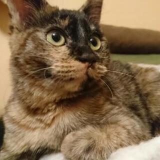 里親さまが決まりました - 猫