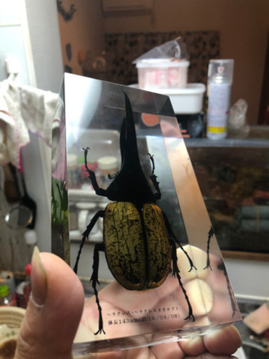 ヘラクレスオオカブト　樹脂標本