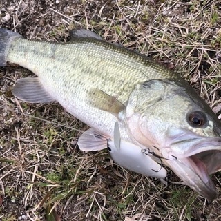 釣り仲間探してます(^^♪